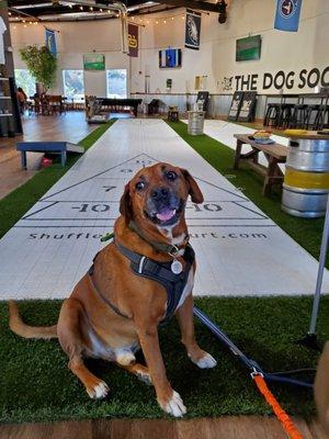 Charlie playing shuffleboard