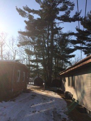 Pine tree removed from ice storm damage