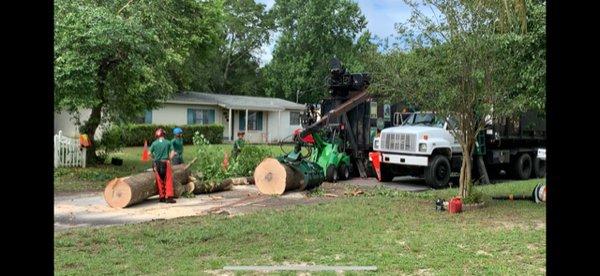 Backridge Tree Service