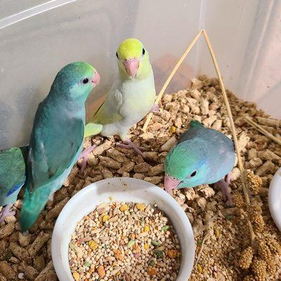 Baby parrotlets