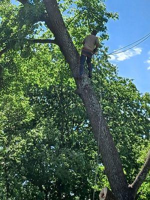 Tree removal