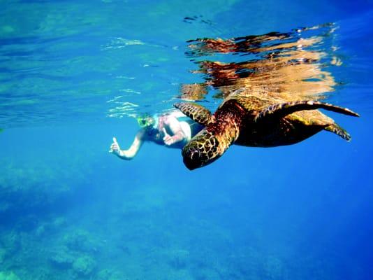 Snorkel with marine life in Hawaii, Mexico's Sea of Cortés, and even Alaska!