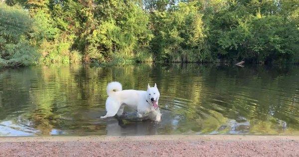 my dog having the time of his life swimming in the pond