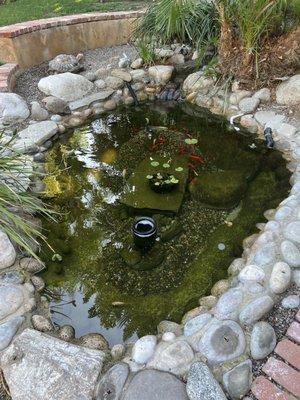 Backyard Pond.