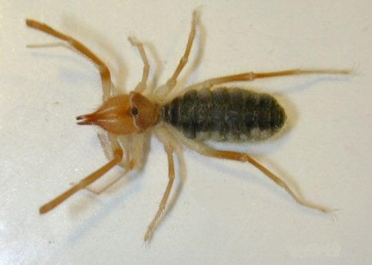 Camel spider, also known as a wind scorpion.