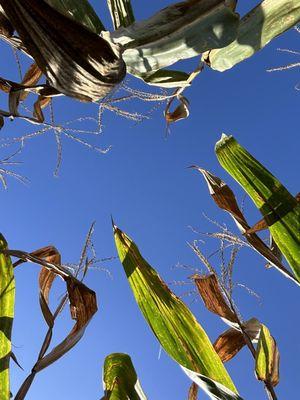 Corn maze