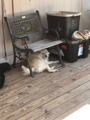 Bingo chillin' in the shade.