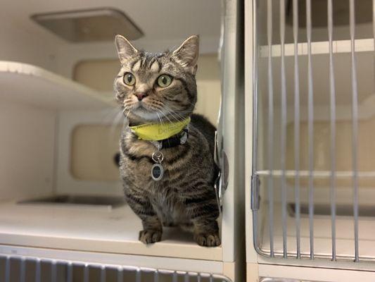 Cute kitty cat enjoying the boarding stay! We are a feline friendly practice too!