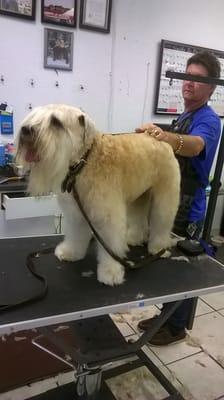 Hunter, our senior wheaton terrier, looking very regal after his groom.