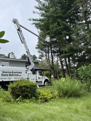 North Eastern Tree Service