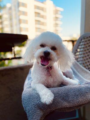 Sydney after a bath and haircut . Happy puppy