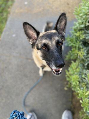 Rocky smiling as he awaits a treat we brought at Urban pet.