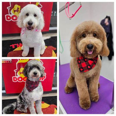 Some grooming pics from this week - such good pups!!