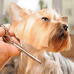 Experienced Pet Grooming