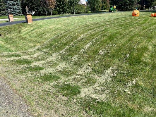 My yard after being mowed at 3 inches with my brand new S160 John Deere using my brand new John Deere mulching kit.