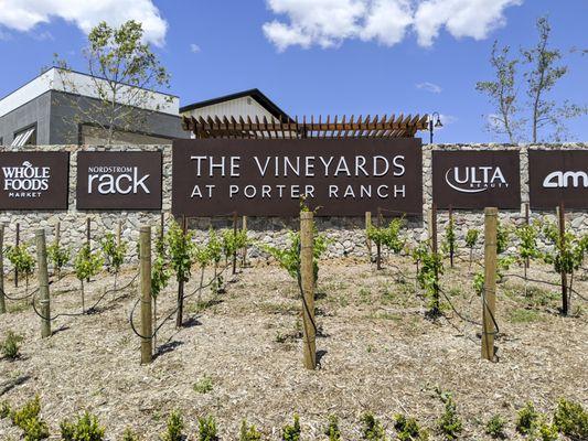 Syrah and Cabernet Sauvignon grapevines at the corner of Rinaldi St and Porter Ranch Dr