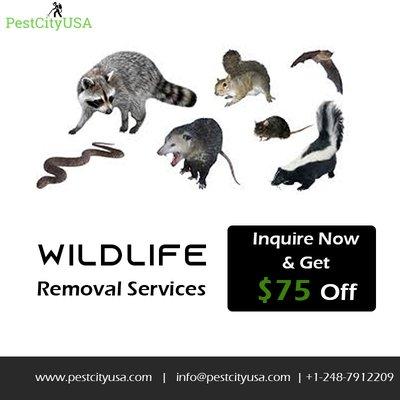 Wildlife Removal Services