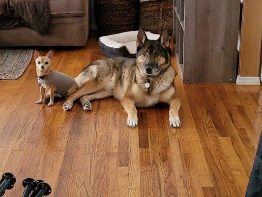 Atticus and his chihuahua overlord/sister Scout