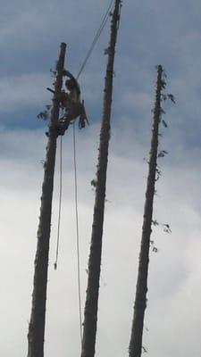 A & M Tree Service