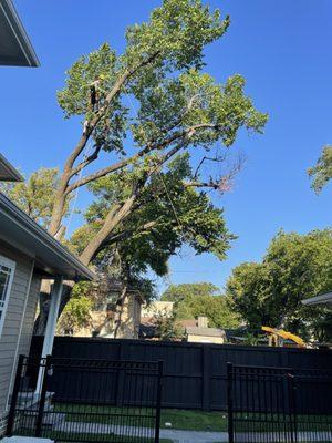 Worker in the tree, using ropes to guide branches away from the house