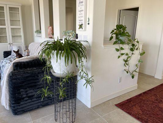 Yes, that is my beautiful beloved Mother Spider plant repotted with great chunky soil and a new large pot. Julie A