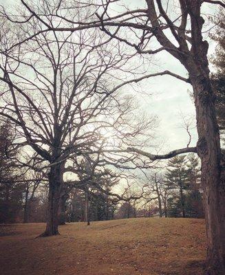 Trees in the winter