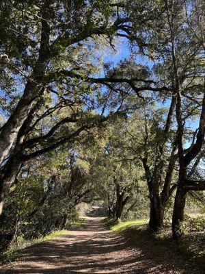 Black Mountain Trail