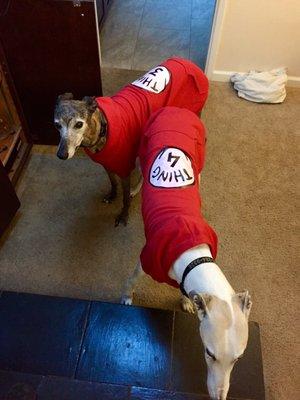 My dogs loved their family sweatshirts