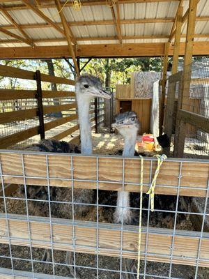 Ostriches, who were very sweet.