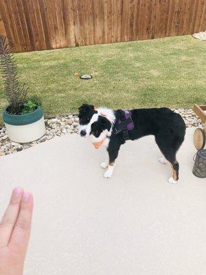 Groomed Aussie