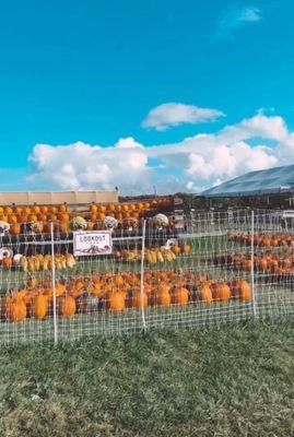 Pumpkin patch on the way to the apple orchard