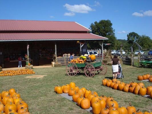 TONS o' pumpkins!