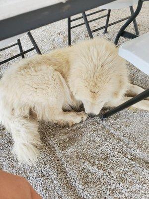 Wonderful dog cooling off under our table