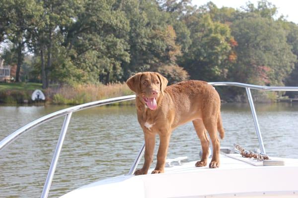 The Chesapeake Bay Retriever is the Maryland State Dog. This however is my dog!