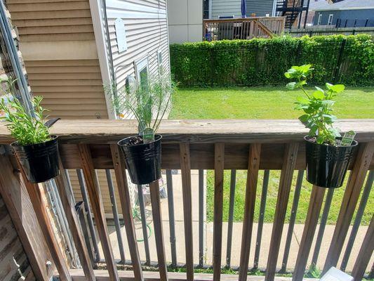 Herbs for patio