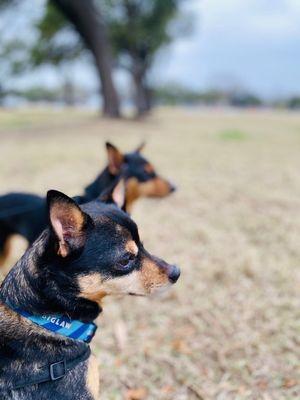 Just another day at the park