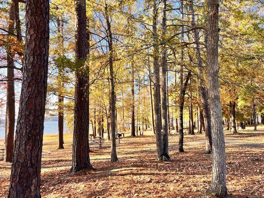 Picnic areas with grills