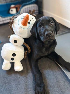 Olaf (2 months)