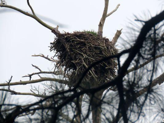 An eagle nest.