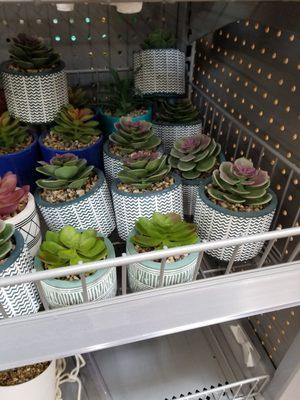 Cute artificial succulents $5