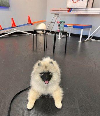 Xena (5 Months) at her Puppy Training+ Class IG @xena_the_warrior_pupress