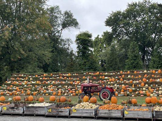 Famous pumpkin wall!