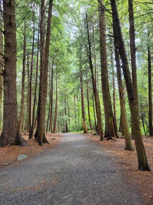 Old growth forest