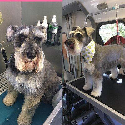 Mini Schnauzer full groom