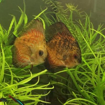 Pair of Discus