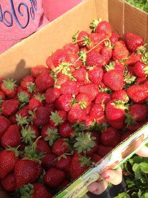 Freshly picked strawberries!