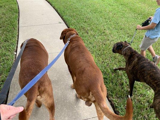 Walking with 3 dogs