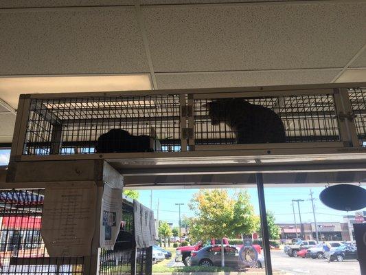 They have a walkway between the cat enclosures for the adoptable kitties.