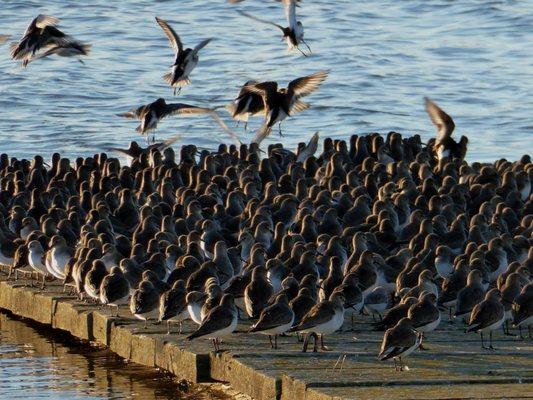 Skagit Birdwatching Eco Tour