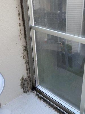 Mold in windowsill